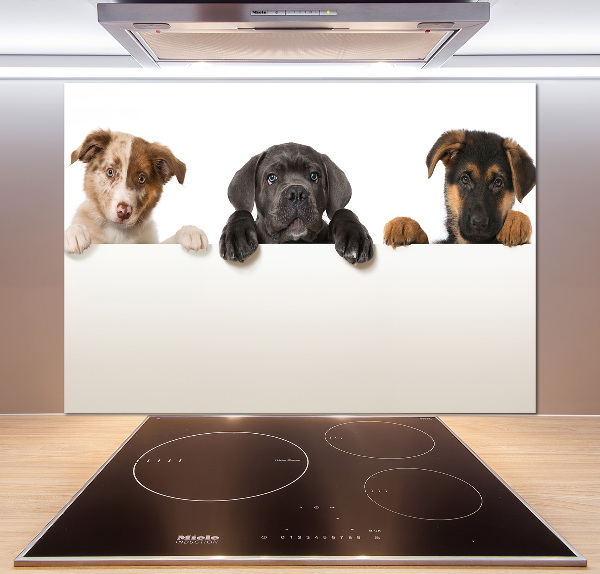 Keuken achterwand Drie puppy's