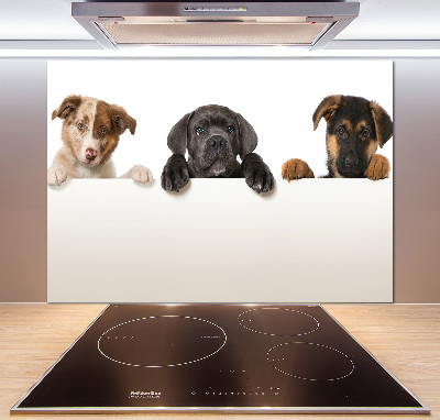 Keuken achterwand Drie puppy's