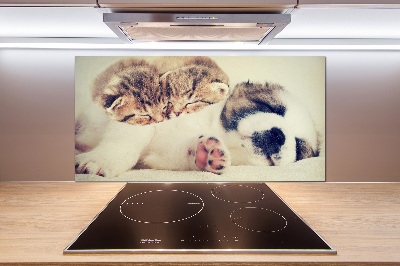 Spatplaat keuken Twee katten en een hond