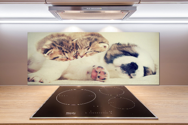 Spatplaat keuken Twee katten en een hond