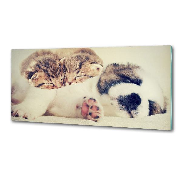 Spatplaat keuken Twee katten en een hond