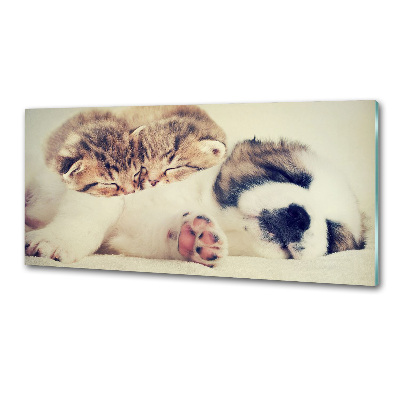 Spatplaat keuken Twee katten en een hond