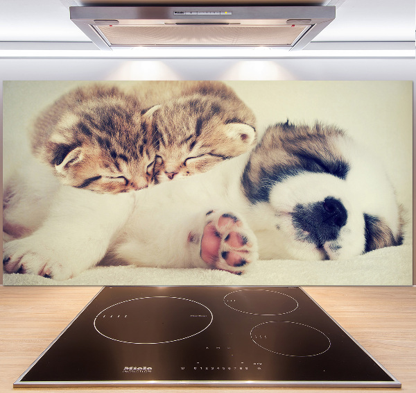 Spatplaat keuken Twee katten en een hond