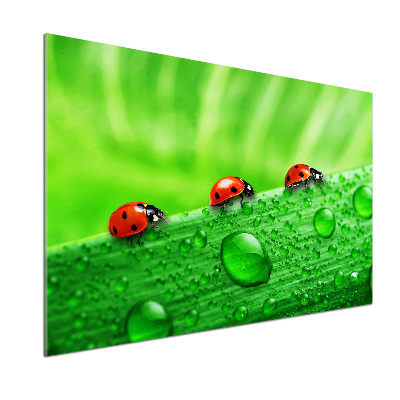 Achterwand keuken Lieveheersbeestjes op het gras
