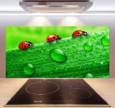 Achterwand keuken Lieveheersbeestjes op het gras