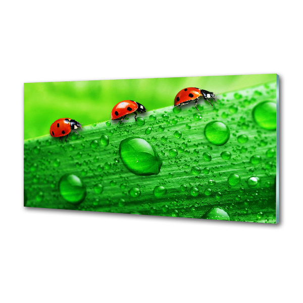 Achterwand keuken Lieveheersbeestjes op het gras