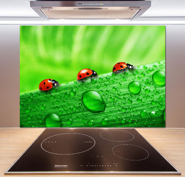 Achterwand keuken Lieveheersbeestjes op het gras