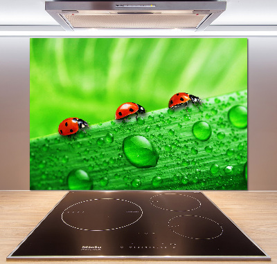 Achterwand keuken Lieveheersbeestjes op het gras