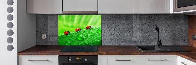 Achterwand keuken Lieveheersbeestjes op het gras
