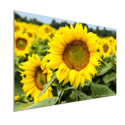 Spatplaat keuken Een veld met zonnebloemen