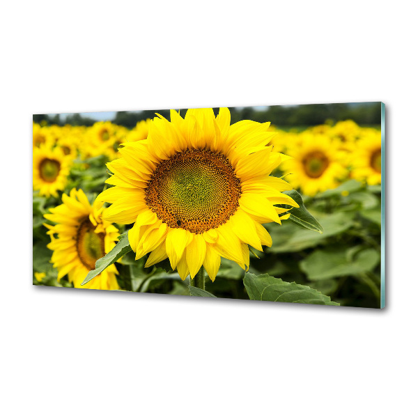 Spatplaat keuken Een veld met zonnebloemen