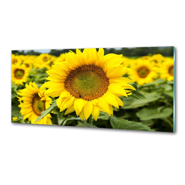 Spatplaat keuken Een veld met zonnebloemen
