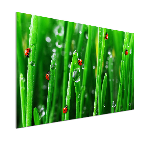 Keuken achterwand Lieveheersbeestjes op het gras