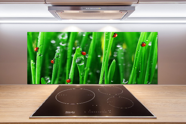 Keuken achterwand Lieveheersbeestjes op het gras