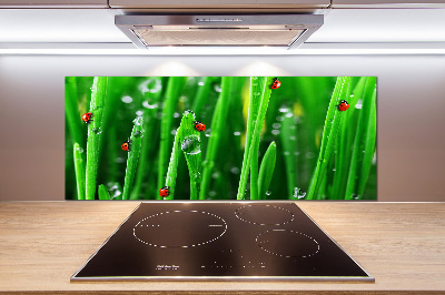 Keuken achterwand Lieveheersbeestjes op het gras