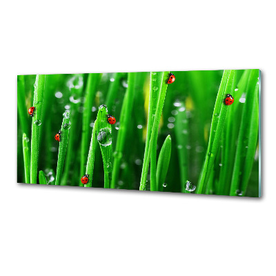 Keuken achterwand Lieveheersbeestjes op het gras