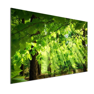 Panel dekor szkło Liście buku