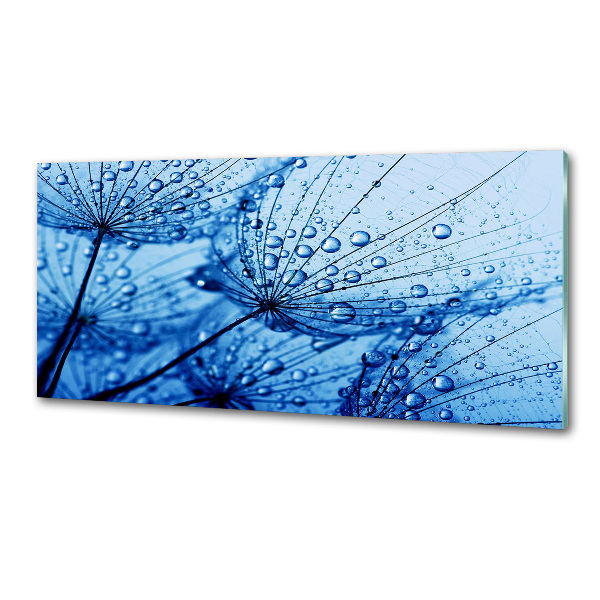 Glazen achterwand keuken Paardenbloemzaden