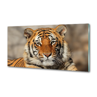 Panel do kuchni Tygrys bengalski