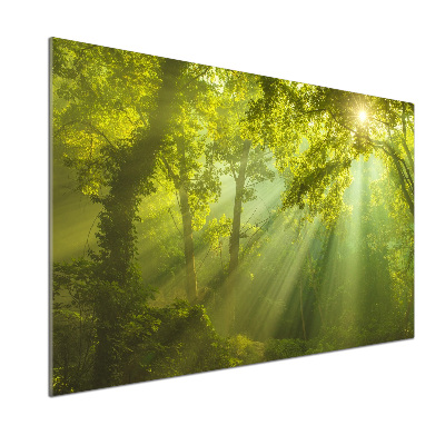 Panel dekor szkło Las w słońcu