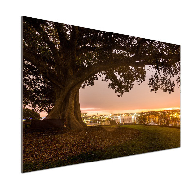 Panel dekor szkło Stare drzewo