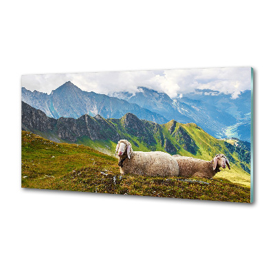 Glazen achterwand keuken Schapen in de Alpen