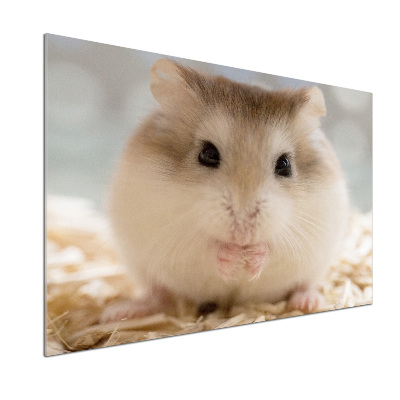 Keuken achterwand Hamster