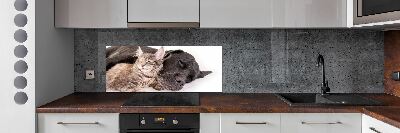 Achterwand keuken Hond met kat