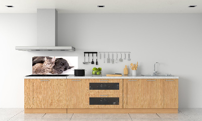 Achterwand keuken Hond met kat