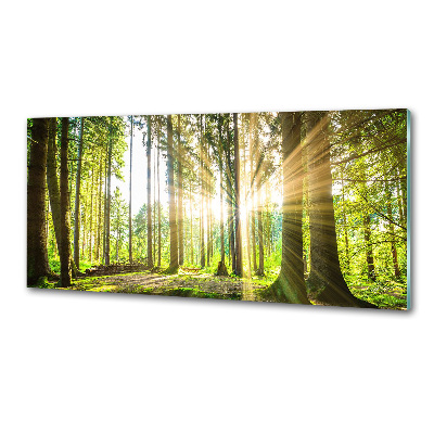 Keuken achterwand Bos in de zon
