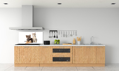 Achterwand keuken Hond en kat
