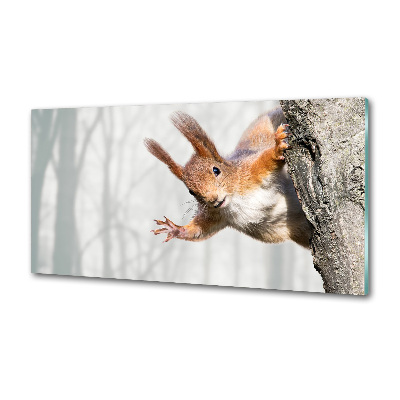 Spatplaat keuken Eekhoorn