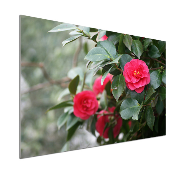 Glazen achterwand keuken Camelia