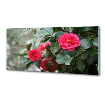 Glazen achterwand keuken Camelia