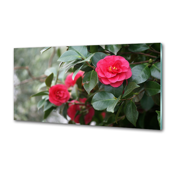 Glazen achterwand keuken Camelia