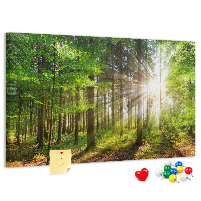 Kurkbord zonnestralen in het groene bos