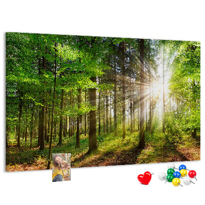 Kurkbord zonnestralen in het groene bos