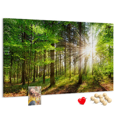 Kurkbord zonnestralen in het groene bos