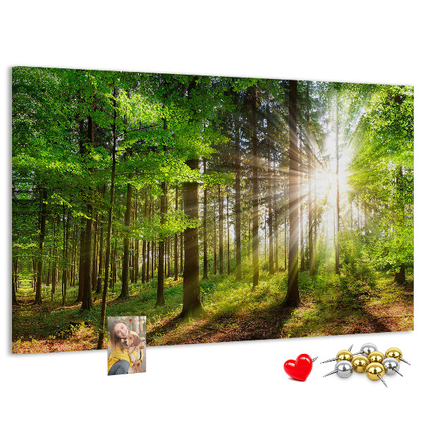 Kurkbord zonnestralen in het groene bos