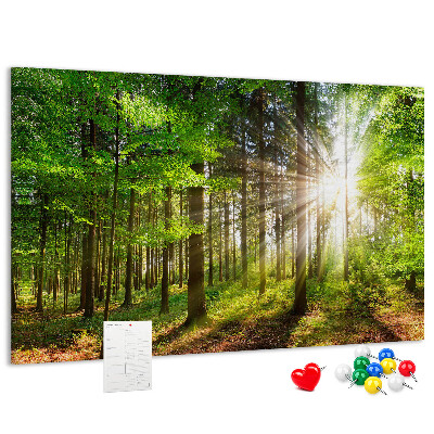 Kurkbord zonnestralen in het groene bos