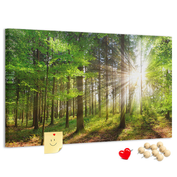 Kurkbord zonnestralen in het groene bos