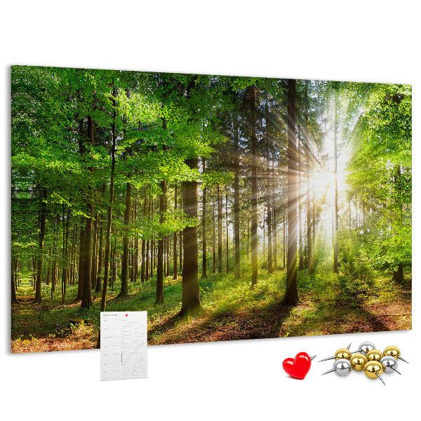Kurkbord zonnestralen in het groene bos