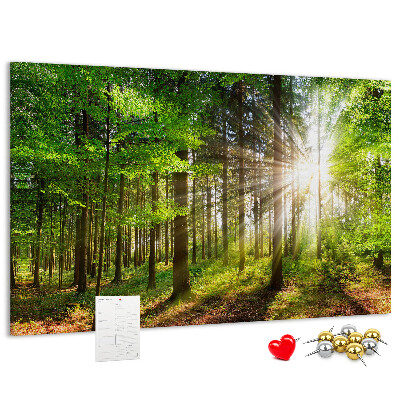 Kurkbord zonnestralen in het groene bos