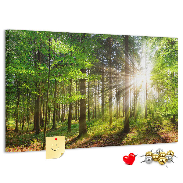 Kurkbord zonnestralen in het groene bos