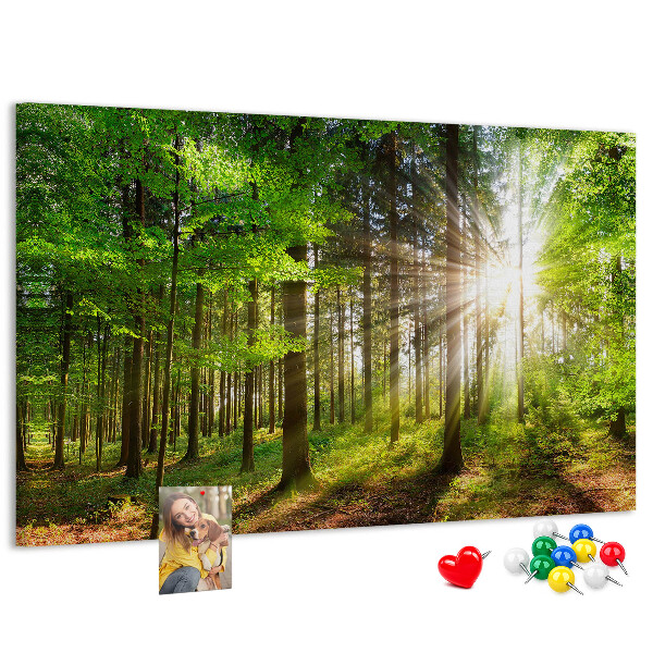 Kurkbord zonnestralen in het groene bos