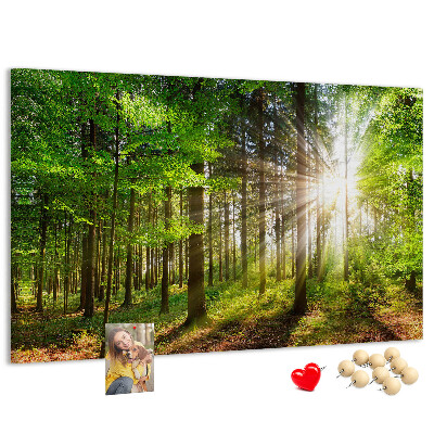 Kurkbord zonnestralen in het groene bos