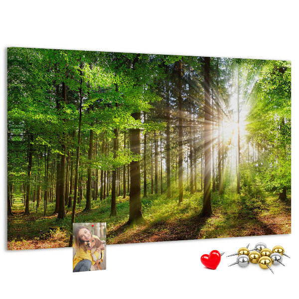 Kurkbord zonnestralen in het groene bos