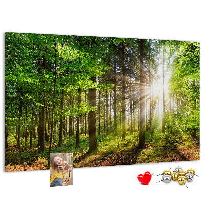Kurkbord zonnestralen in het groene bos