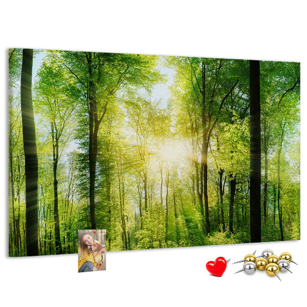 Kurkbord groen bos met zonnestralen