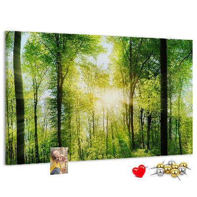 Kurkbord groen bos met zonnestralen